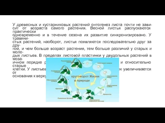 У древесных и кустарниковых растений онтогенез листа почти не зави- сит от