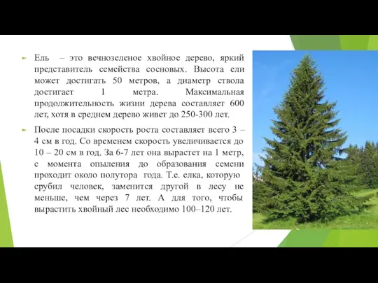 Ель – это вечнозеленое хвойное дерево, яркий представитель семейства сосновых. Высота ели