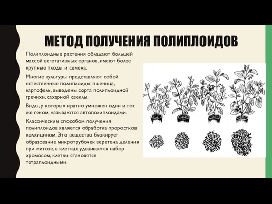 МЕТОД ПОЛУЧЕНИЯ ПОЛИПЛОИДОВ Полиплоидные растения обладают большей массой вегетативных органов, имеют более