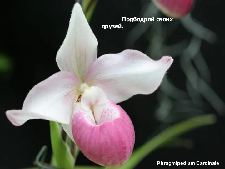 Phragmipedium Cardinale Подбодряй своих друзей.