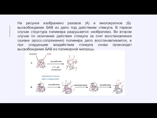 На рисунке изображено разовое (А) и многократное (Б) высвобождение БАВ из депо