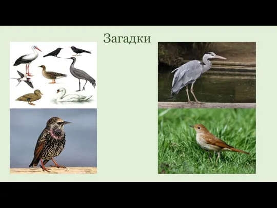 Загадки На одной ноге стоит, В воду пристально глядит. Тычет клювом наугад,