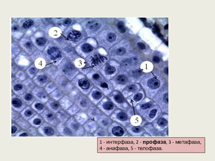 1 - интерфаза, 2 - профаза, 3 - метафаза, 4 - анафаза, 5 - телофаза.