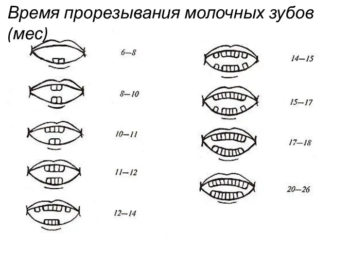 Время прорезывания молочных зубов (мес)