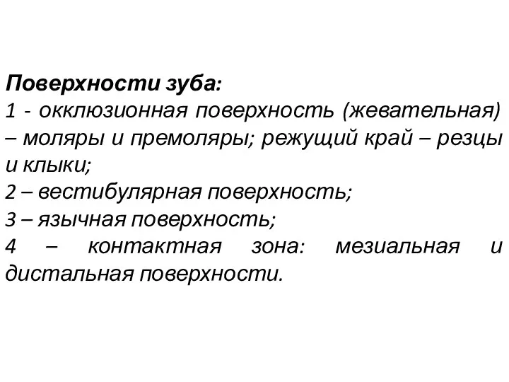 Поверхности зуба: 1 - окклюзионная поверхность (жевательная) – моляры и премоляры; режущий