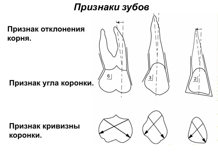 Признаки зубов