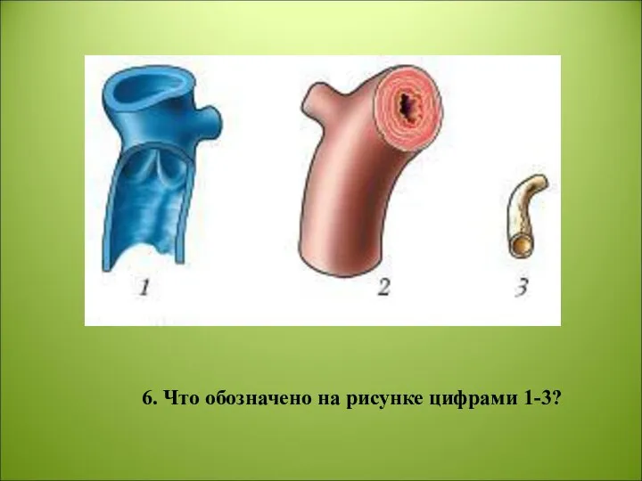 6. Что обозначено на рисунке цифрами 1-3?