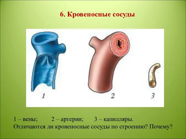 6. Кровеносные сосуды 1 – вены; 2 – артерии; 3 – капилляры.