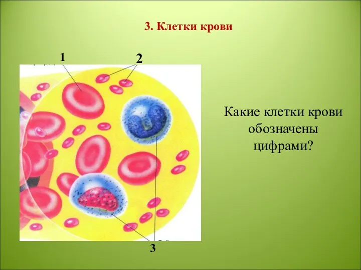 1 2 3 3. Клетки крови Какие клетки крови обозначены цифрами?