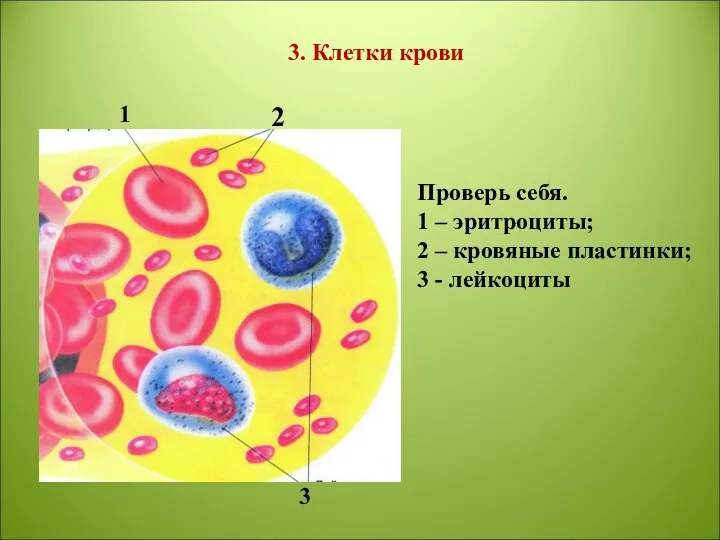 1 2 3 3. Клетки крови Проверь себя. 1 – эритроциты; 2