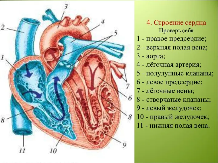 4. Строение сердца Проверь себя 1 - правое предсердие; 2 - верхняя