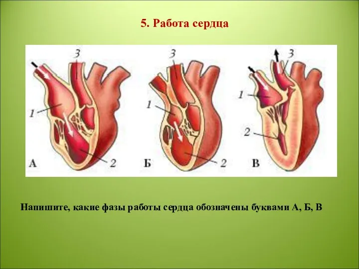 5. Работа сердца Напишите, какие фазы работы сердца обозначены буквами А, Б, В