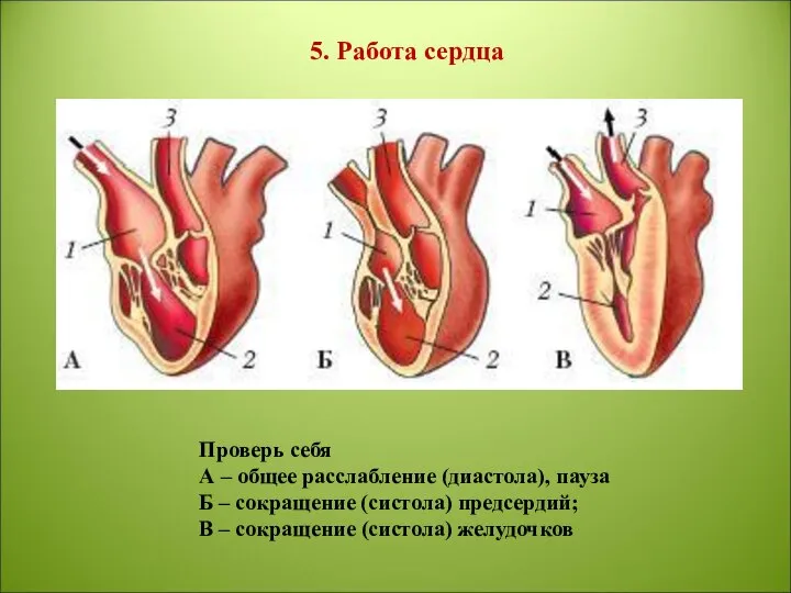 5. Работа сердца Проверь себя А – общее расслабление (диастола), пауза Б