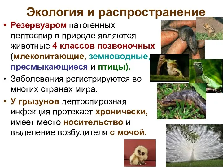Экология и распространение Резервуаром патогенных лептоспир в природе являются животные 4 классов