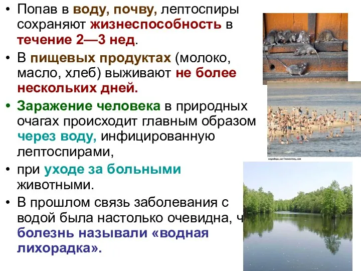 Попав в воду, почву, лептоспиры сохраняют жизнеспособность в течение 2—3 нед. В