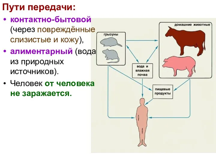 Пути передачи: контактно-бытовой (через повреждённые слизистые и кожу), алиментарный (вода из природных