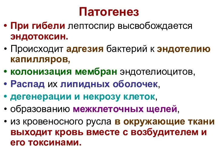 Патогенез При гибели лептоспир высвобождается эндотоксин. Происходит адгезия бактерий к эндотелию капилляров,