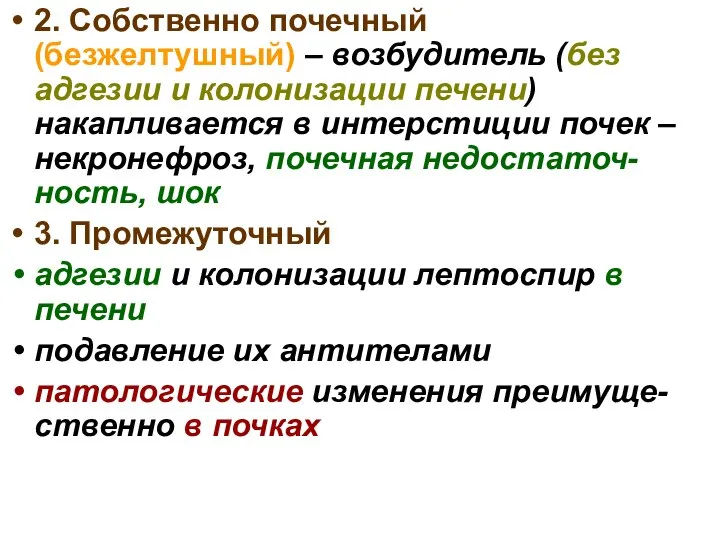 2. Собственно почечный (безжелтушный) – возбудитель (без адгезии и колонизации печени) накапливается