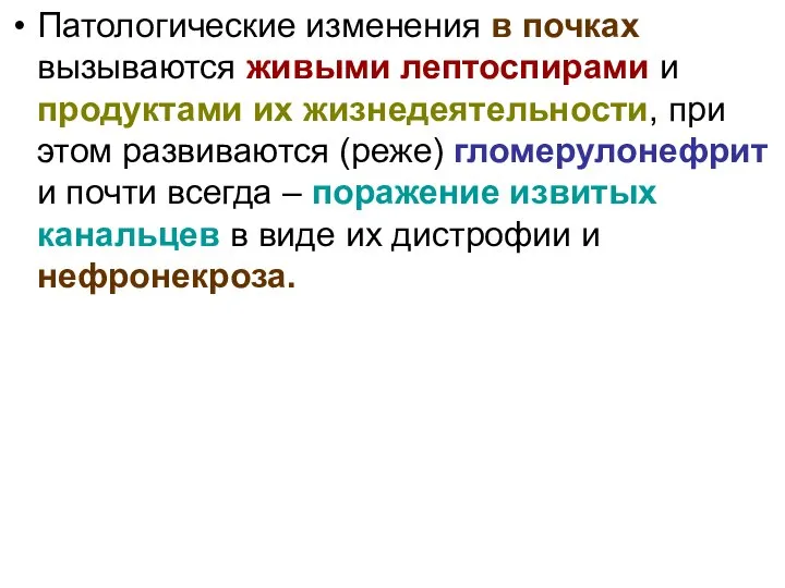 Патологические изменения в почках вызываются живыми лептоспирами и продуктами их жизнедеятельности, при