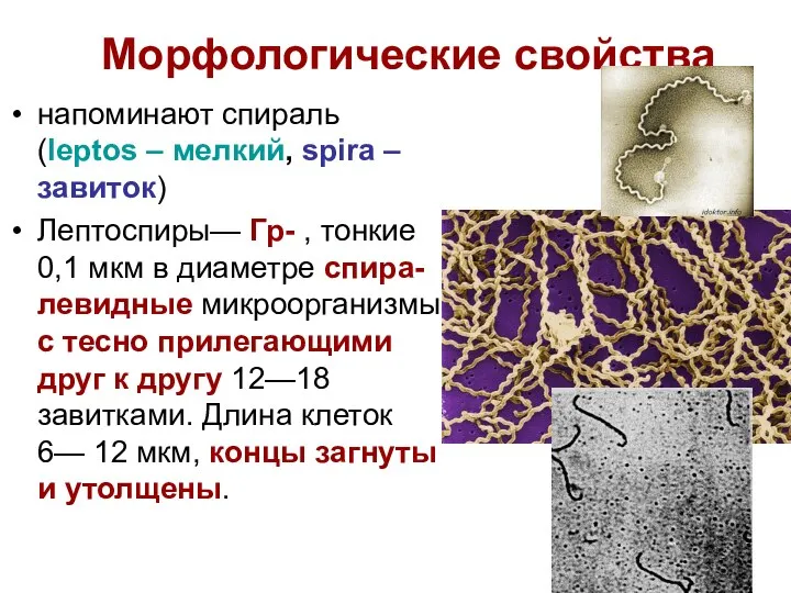 Морфологические свойства напоминают спираль (leptos – мелкий, spira – завиток) Лептоспиры— Гр-