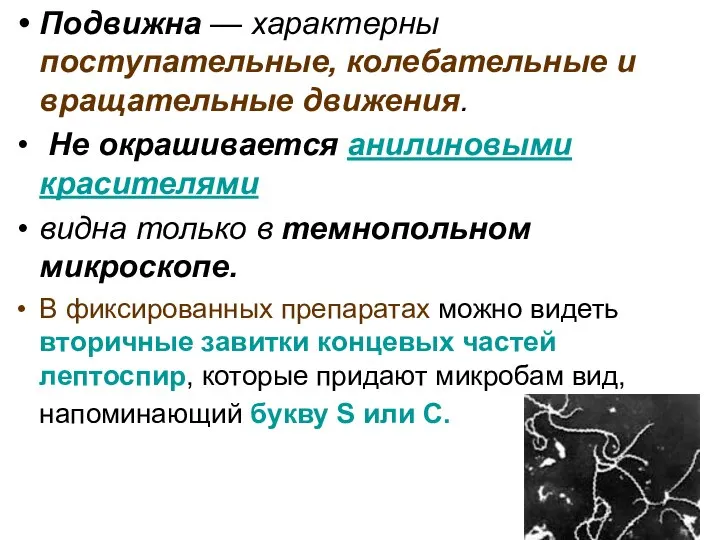 Подвижна — характерны поступательные, колебательные и вращательные движения. Не окрашивается анилиновыми красителями