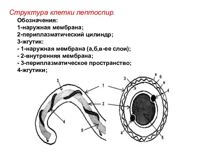 Структура клетки лептоспир. Обозначения: 1-наружная мембрана; 2-периплазматический цилиндр; 3-жгутик: - 1-наружная мембрана