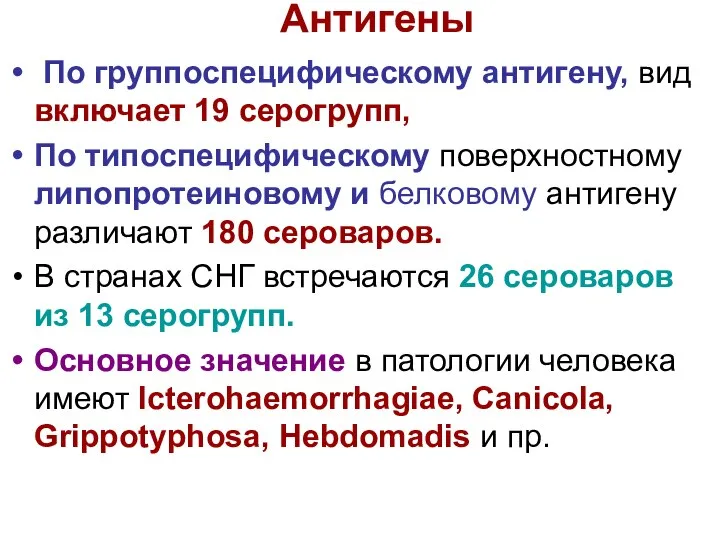 Антигены По группоспецифическому антигену, вид включает 19 серогрупп, По типоспецифическому поверхностному липопротеиновому