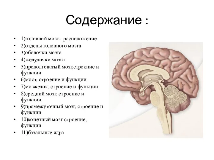 Содержание : 1)головной мозг- расположение 2)отделы головного мозга 3)оболочки мозга 4)желудочки мозга