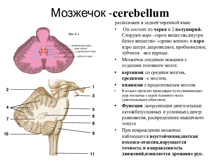 Мозжечок -cerebellum расположен в задней черепной ямке Он состоит из червя и