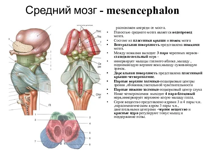 Средний мозг - mesencephalon расположен кпереди от моста. Полостью среднего мозга является