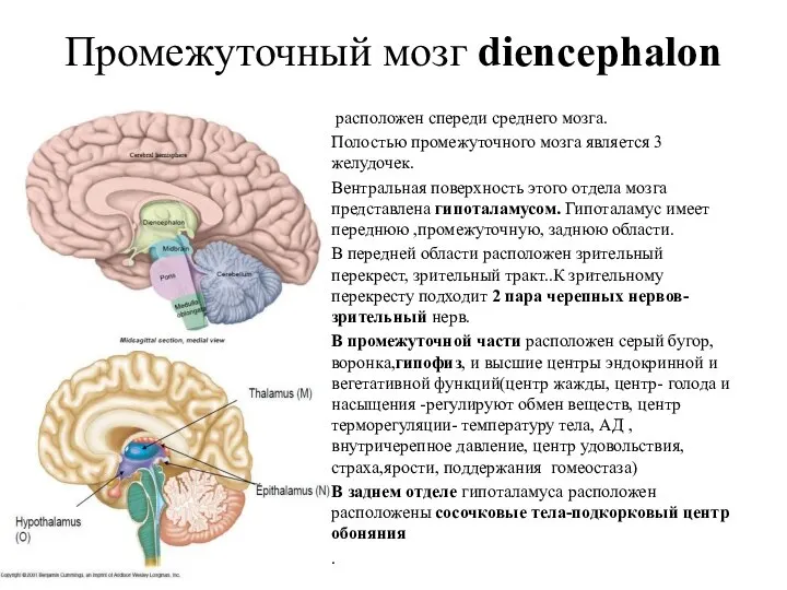 Промежуточный мозг diencephalon расположен спереди среднего мозга. Полостью промежуточного мозга является 3