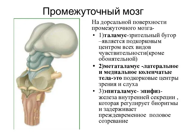 Промежуточный мозг На дорсальной поверхности промежуточного мозга- 1)таламус-зрительный бугор –является подкорковым центром