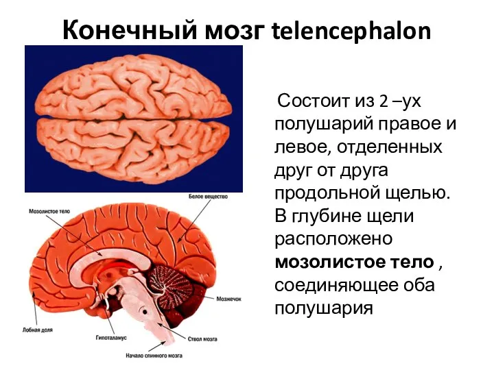 Конечный мозг telencephalon Состоит из 2 –ух полушарий правое и левое, отделенных