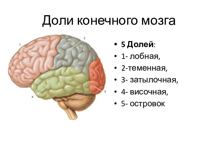 Доли конечного мозга 5 Долей: 1- лобная, 2-теменная, 3- затылочная, 4- височная, 5- островок
