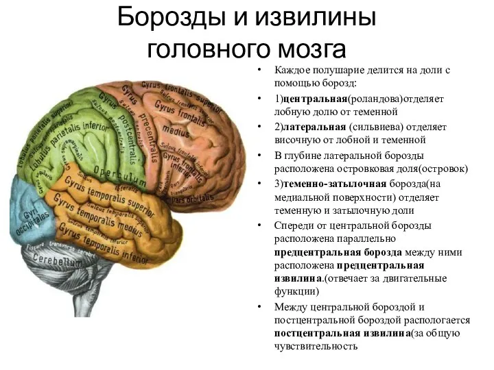 Борозды и извилины головного мозга Каждое полушарие делится на доли с помощью