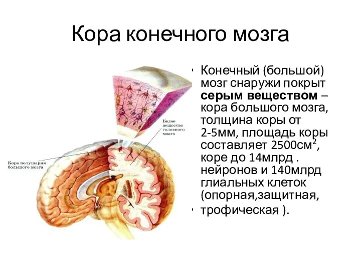 Кора конечного мозга Конечный (большой)мозг снаружи покрыт серым веществом –кора большого мозга,