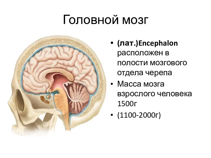 Головной мозг (лат.)Encephalon расположен в полости мозгового отдела черепа Масса мозга взрослого человека 1500г (1100-2000г)