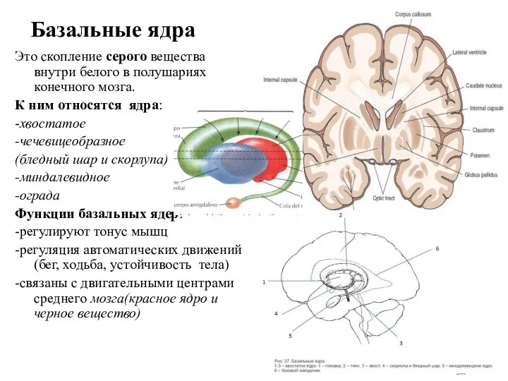 Базальные ядра Это скопление серого вещества внутри белого в полушариях конечного мозга.