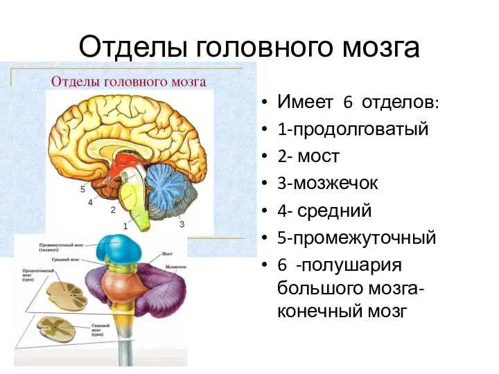 Отделы головного мозга Имеет 6 отделов: 1-продолговатый 2- мост 3-мозжечок 4- средний