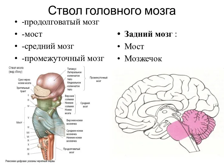 Ствол головного мозга -продолговатый мозг -мост -средний мозг -промежуточный мозг Задний мозг : Мост Мозжечок