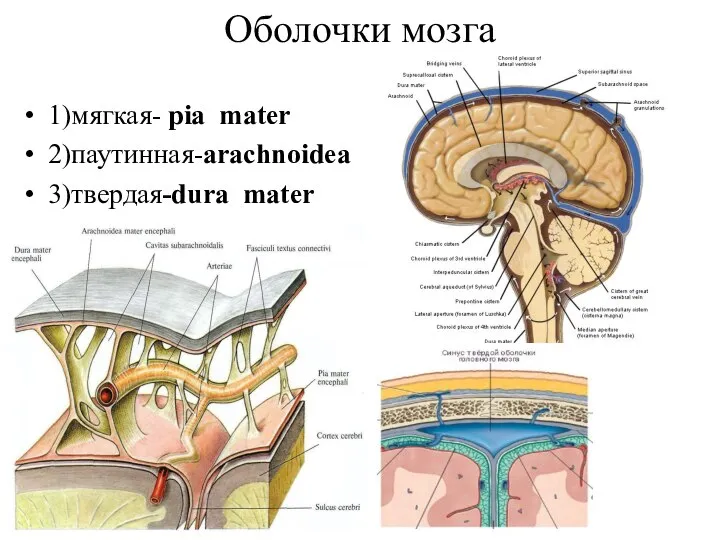 Оболочки мозга 1)мягкая- pia mater 2)паутинная-arachnoidea 3)твердая-dura mater