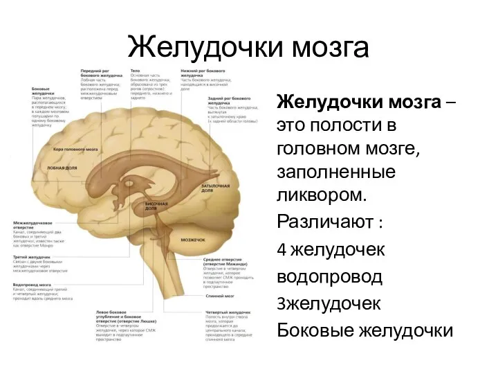 Желудочки мозга Желудочки мозга –это полости в головном мозге,заполненные ликвором. Различают :