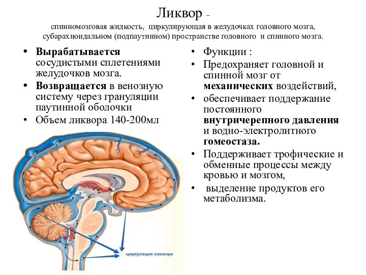 Ликвор – спинномозговая жидкость, циркулирующая в желудочках головного мозга, субарахноидальном (подпаутинном) пространстве