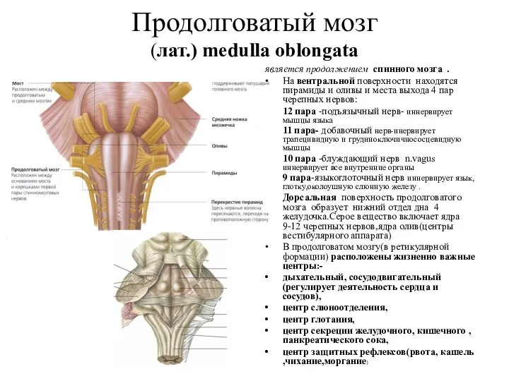 Продолговатый мозг (лат.) medulla oblongata является продолжением спинного мозга . На вентральной