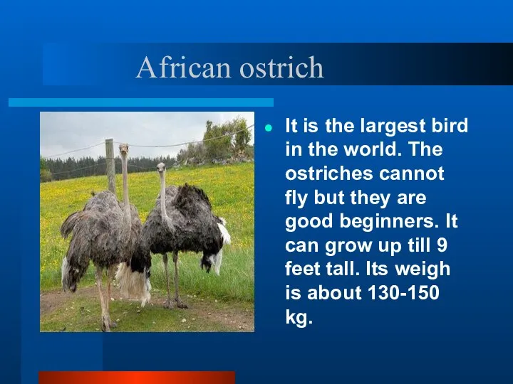 African ostrich It is the largest bird in the world. The ostriches