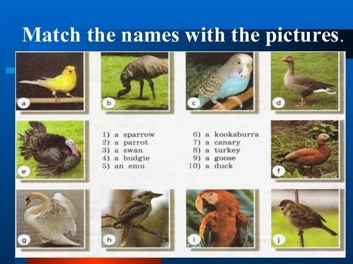 Match the names with the pictures.