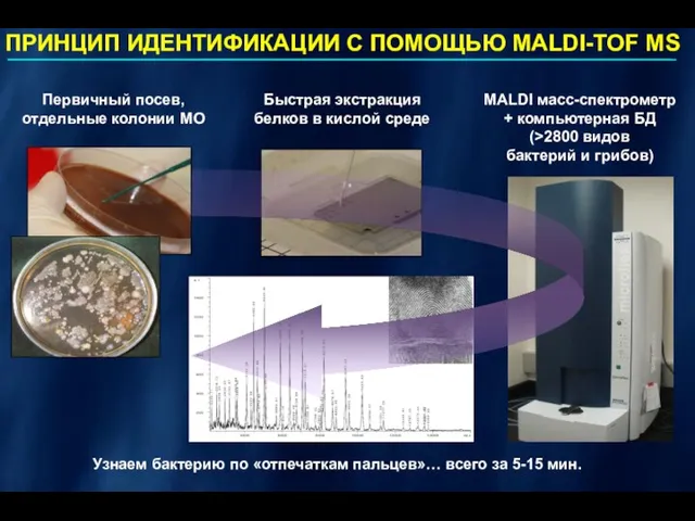 Первичный посев, отдельные колонии МО ПРИНЦИП ИДЕНТИФИКАЦИИ С ПОМОЩЬЮ MALDI-TOF MS Быстрая