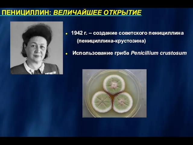 1942 г. – создание советского пенициллина (пенициллина-крустозина) Использование гриба Penicillium crustosum ПЕНИЦИЛЛИН: ВЕЛИЧАЙШЕЕ ОТКРЫТИЕ