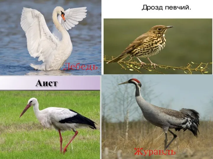 Лебедь Журавль