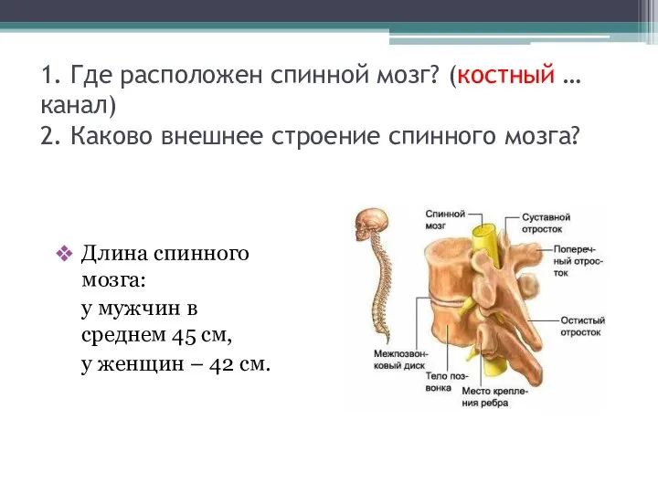 1. Где расположен спинной мозг? (костный … канал) 2. Каково внешнее строение